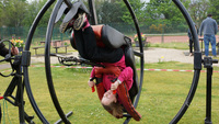 Segways/ Light Chaser / Gyroscope / Glide Boarding photo