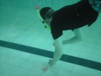 Scuba Diving photo